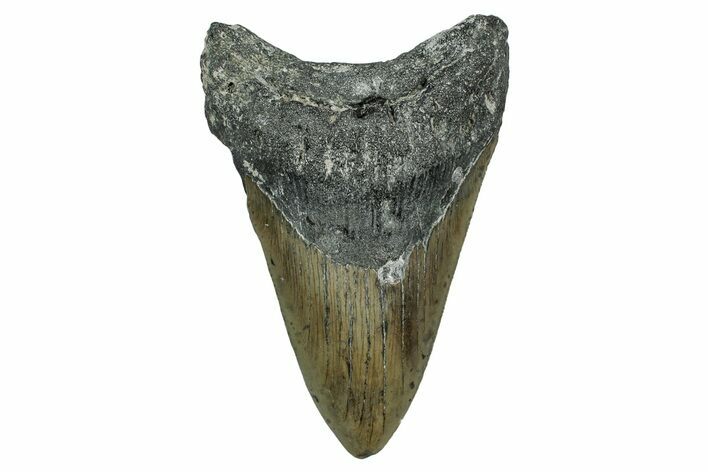 Serrated, Fossil Megalodon Tooth - North Carolina #338556